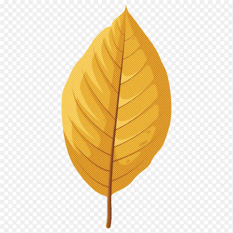 Ҷ ����ѧ ֲ��-������