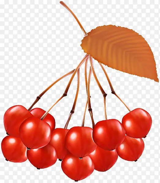 ��ȻʳƷ ֲ�� ˮ��-������