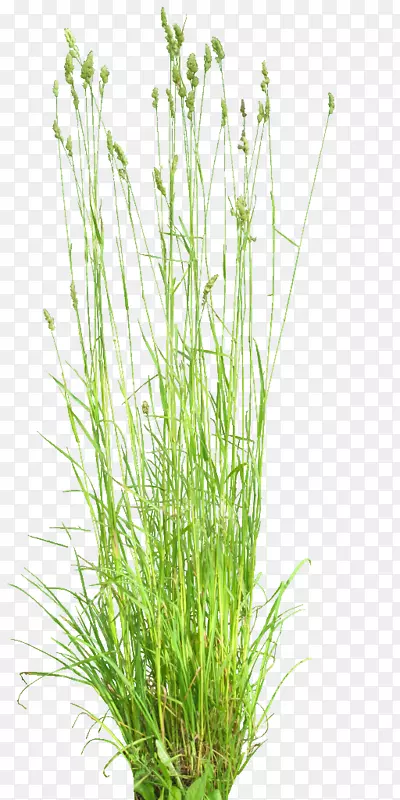 Ӣ����ľֲ��-������