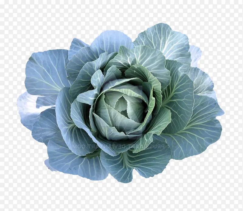 Ҷ�� ���¸��� ����-������