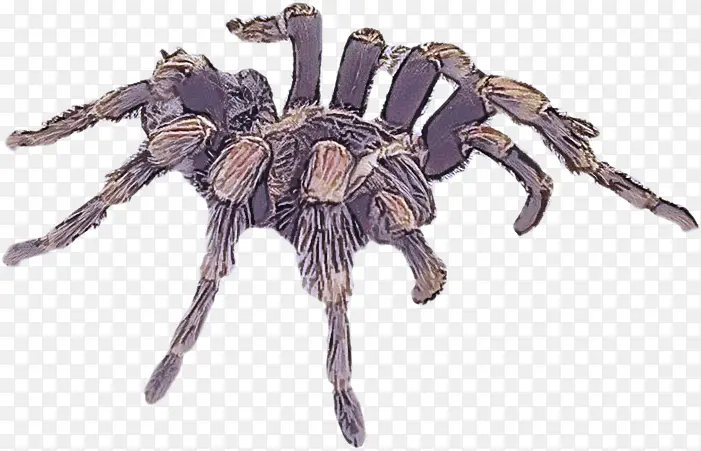 ���� ���� ֩��-������