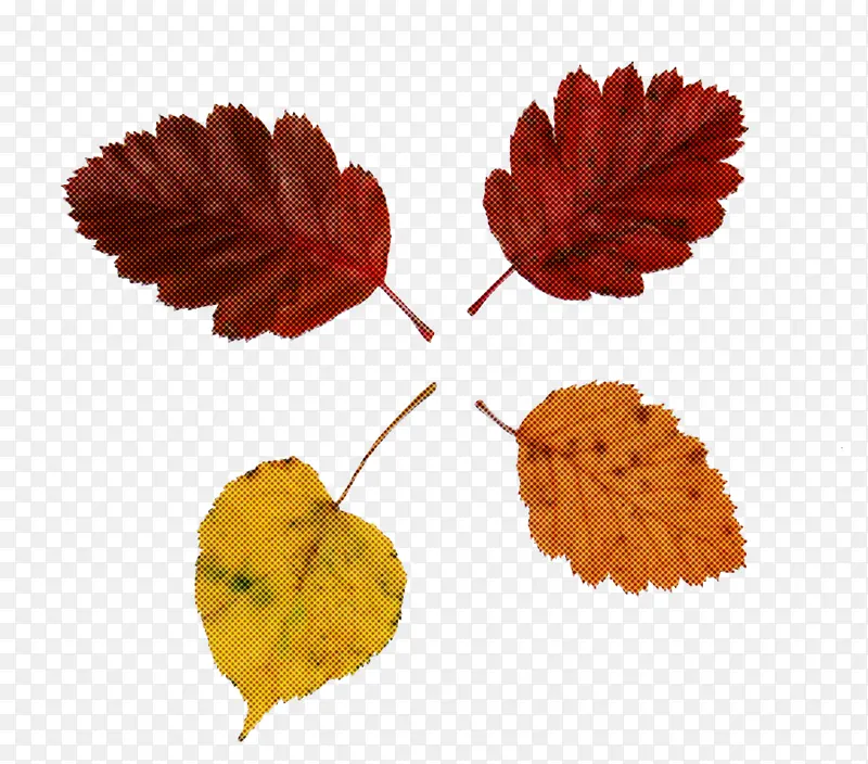 Ҷ ���� ֲ��ṹ-������