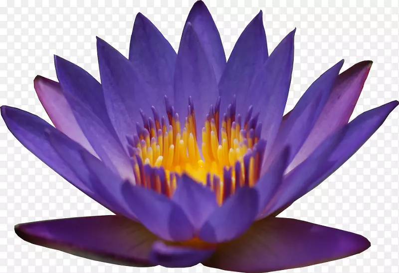 ���������ٺ�-������