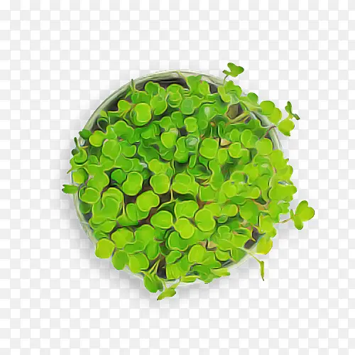 Ҷ��-������