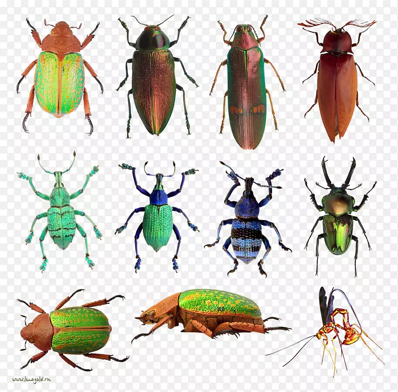 �׿ǳ�׿�������-������