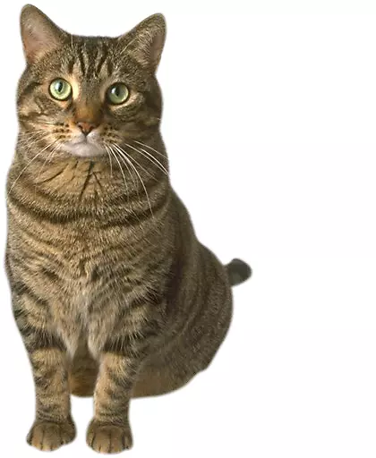 �ɰ�è���ز�-������