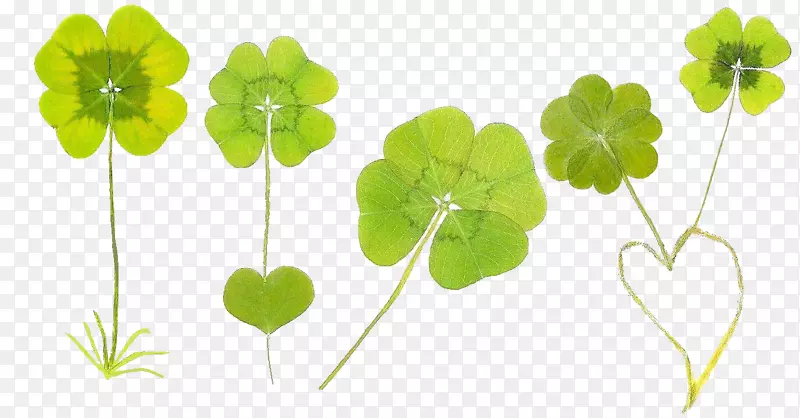 ������Ҷ���ز�-������