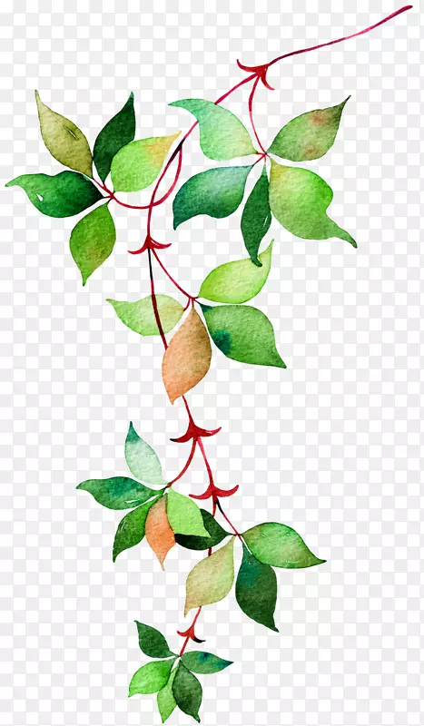 ��ɫֲ���ֻ���֦-������