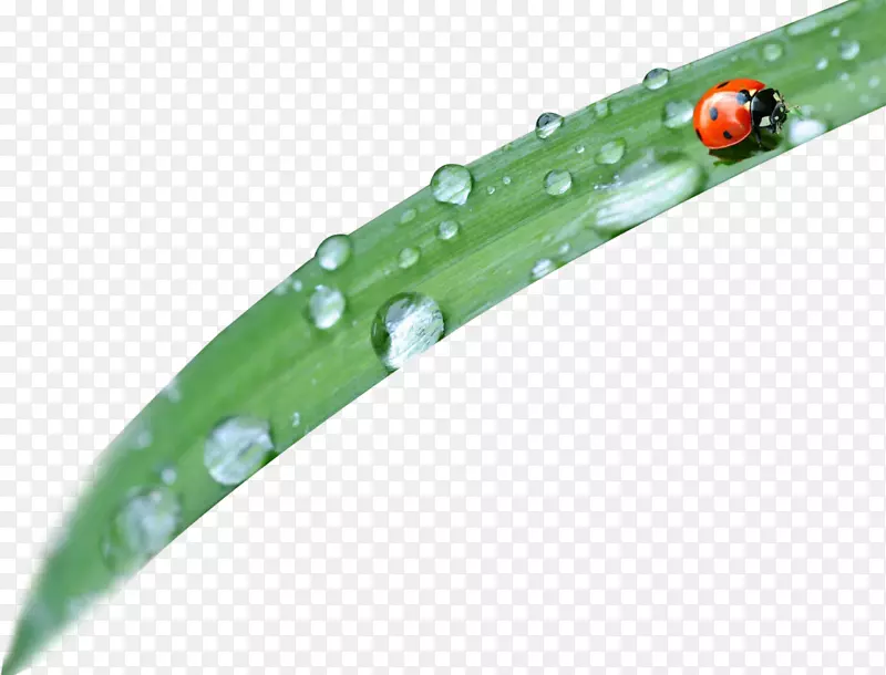 ����Ҷ���ϵ�����-������