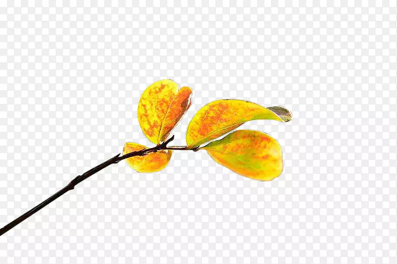 �＾��ɫ��Ҷ-������