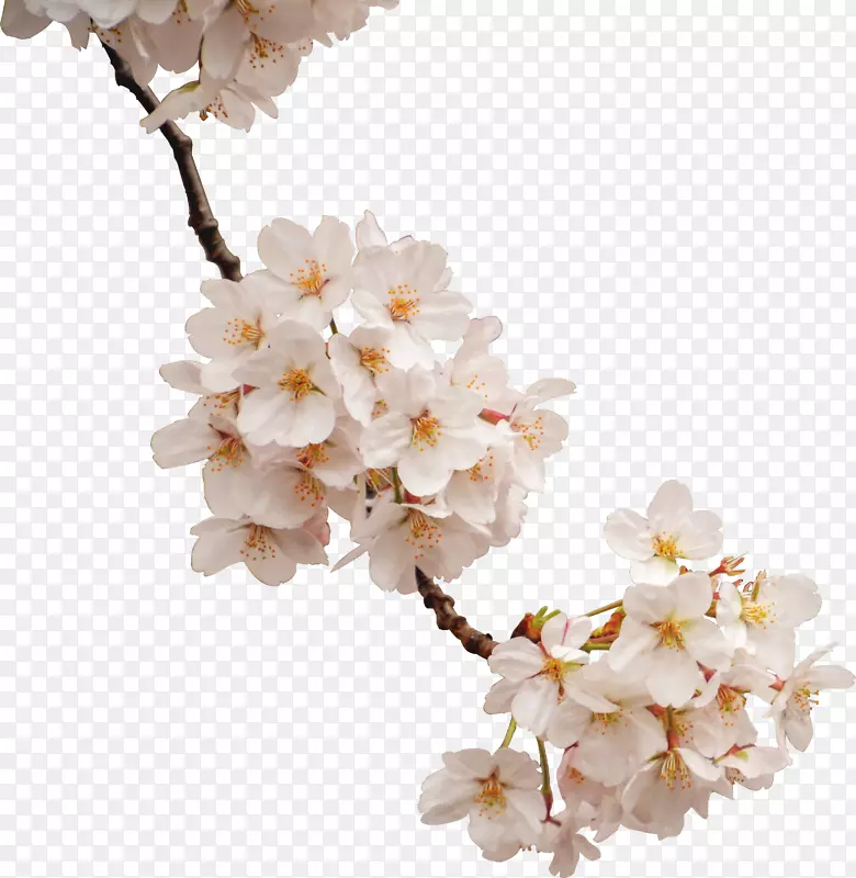 һ��֦��ɫ�Ļ���-������