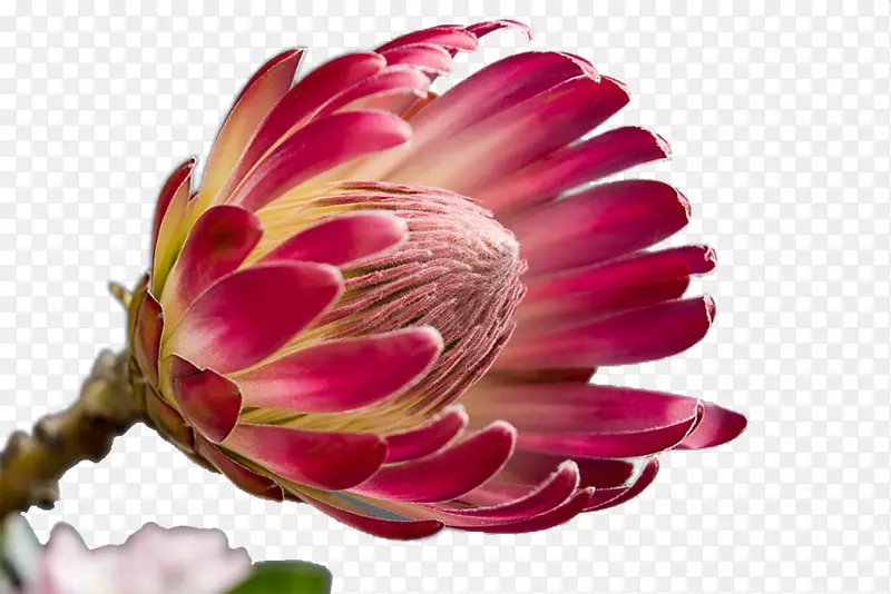 һ�京�����ŵĻ���-������