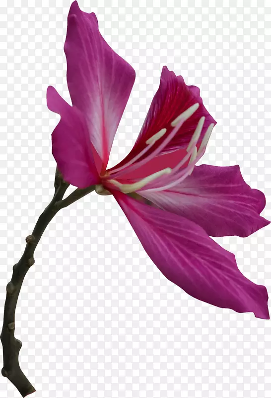 ������ɫ�Ļ���-������