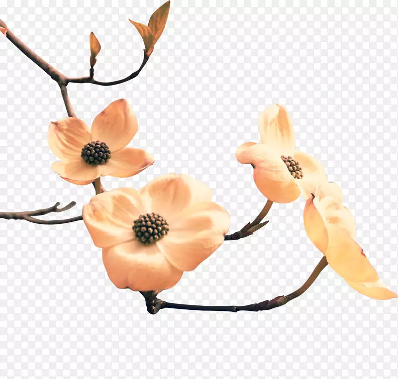 һ֧��ɫ�Ļ�-������