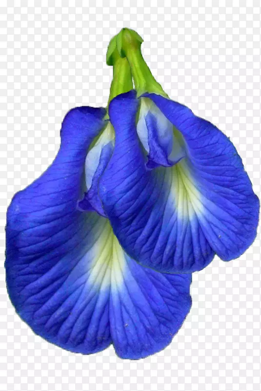 ������֥��-������