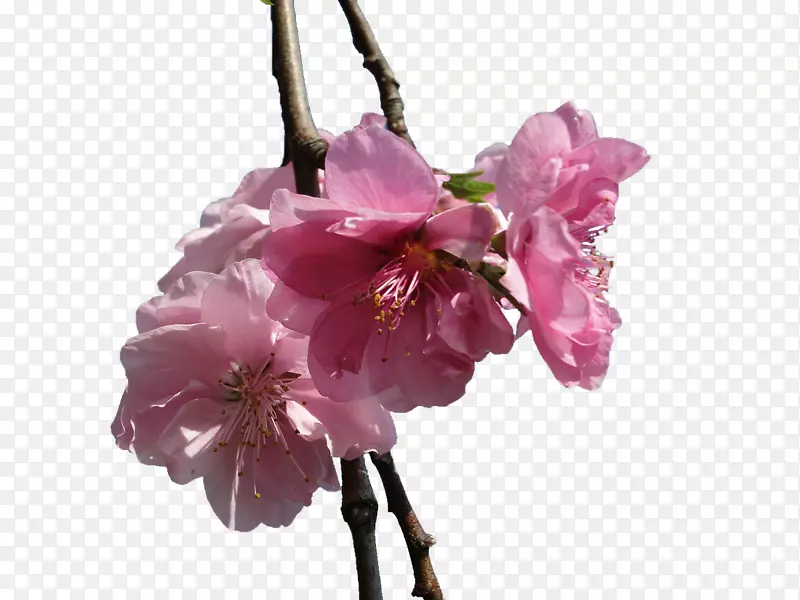 ��ɫӣ����֦-������