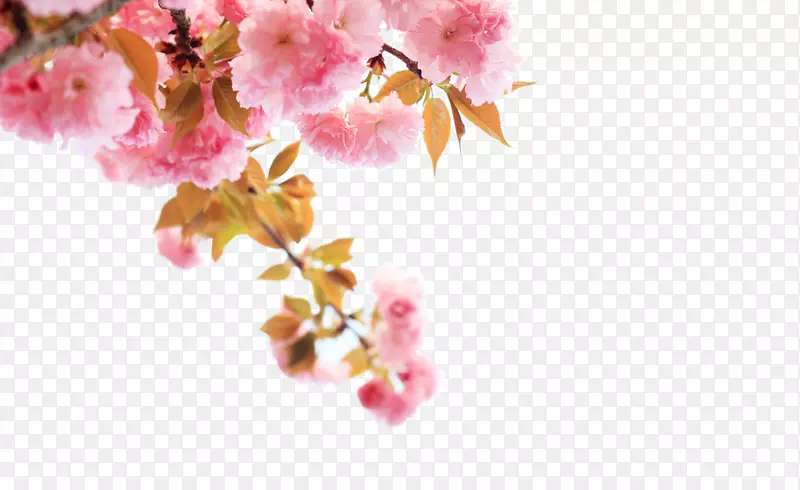 ��ɫӣ��-������