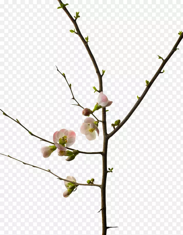 ӣ����֦-������