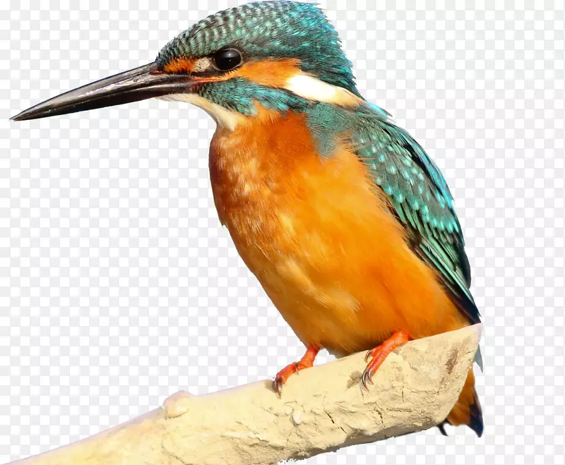 ������֦�ϵ�С��-������