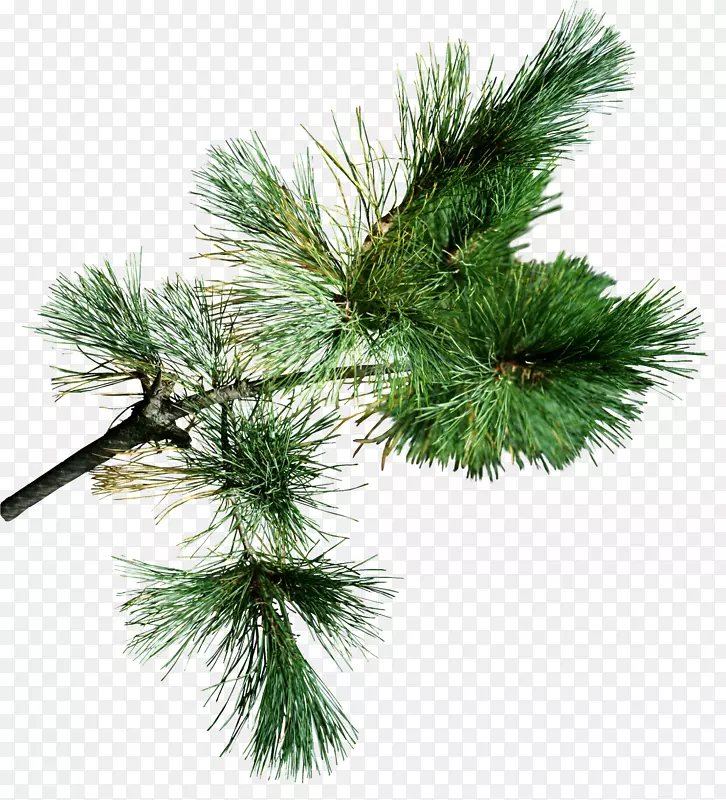 ����֦����png��۸����ͼ-������