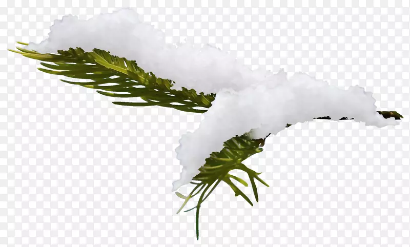 ��ѩ����֦����png��۸����ͼ-������