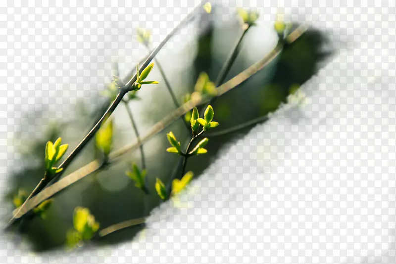 ������ɫ��֦��ѿ-������