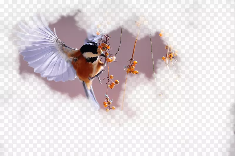 ������ɫС����֦-������