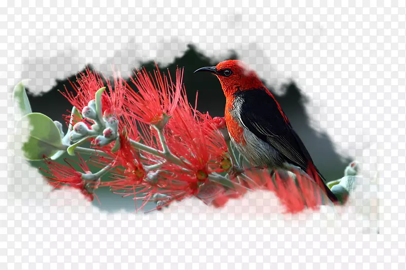 ������ɫС����֦�ϵ�С��-������