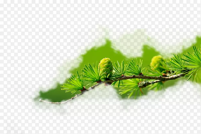 ������ɫ��֦һ����֦-������