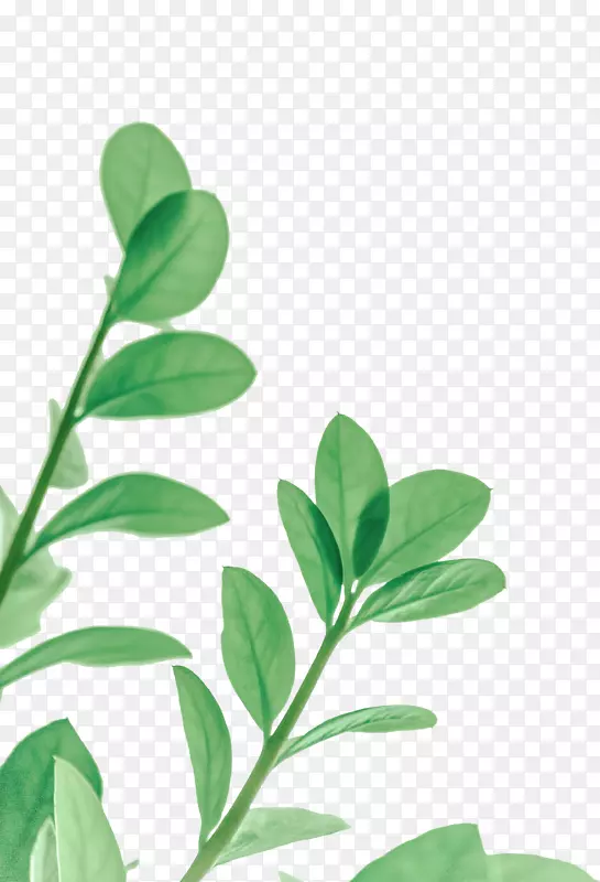 ������ɫҶ����֦-������