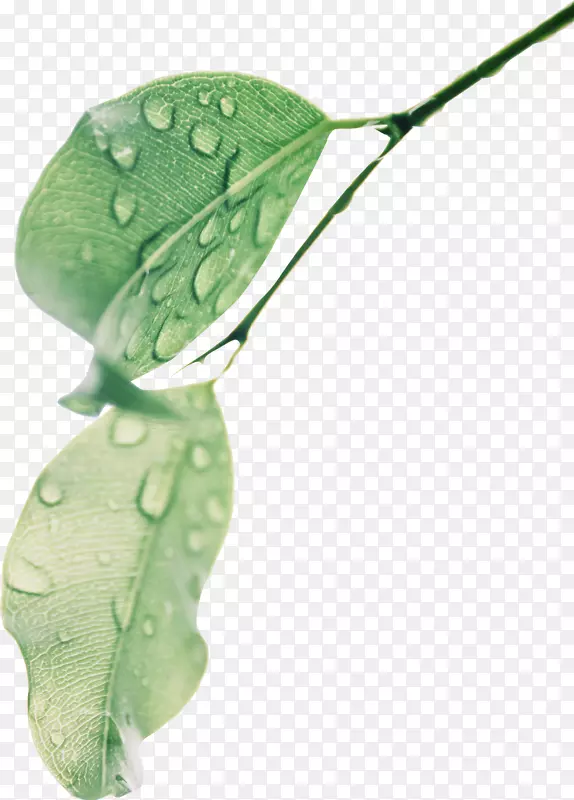 ������ɫ��֦Ҷ��-������