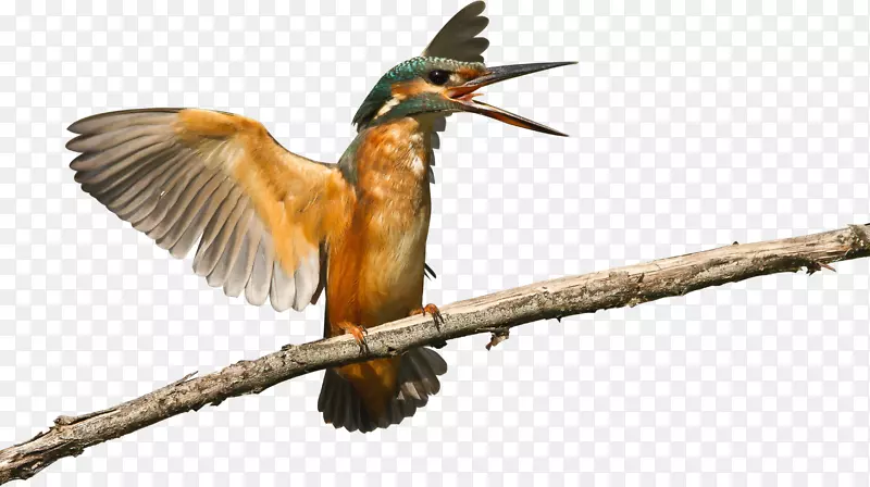 ������֦�ϵ���-������