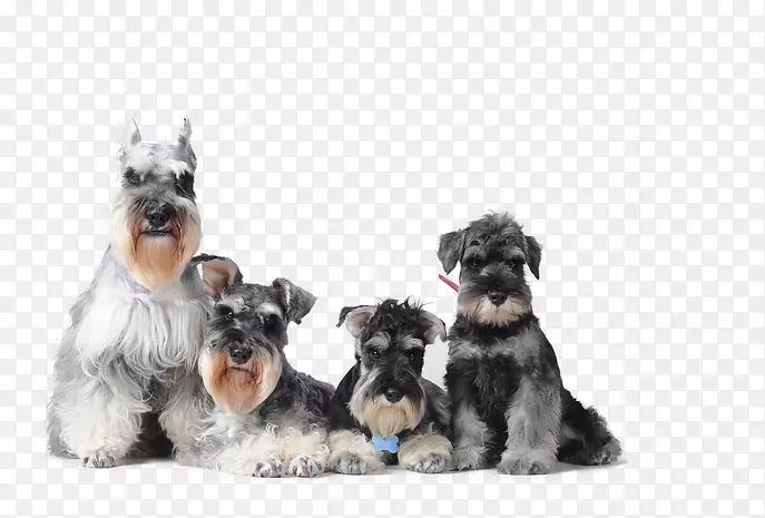 ��ͨ�ɰ�С����װ�ζ���ͷ��-������