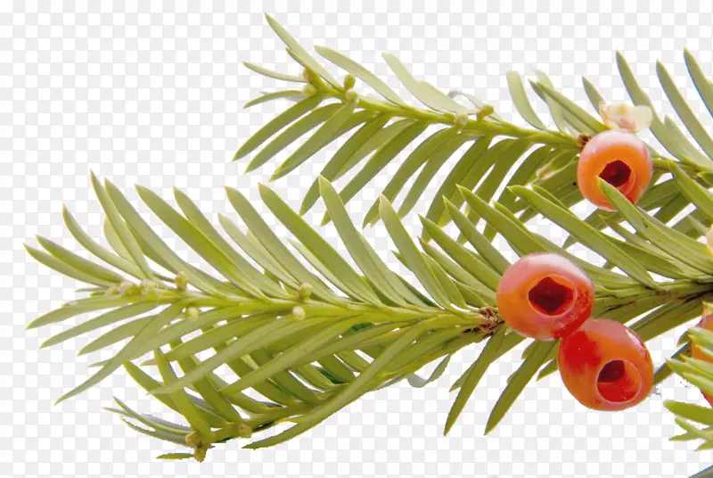 ��ɫ�춹ɼ-������