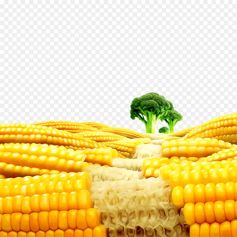 ����ʳ���ز�����-������