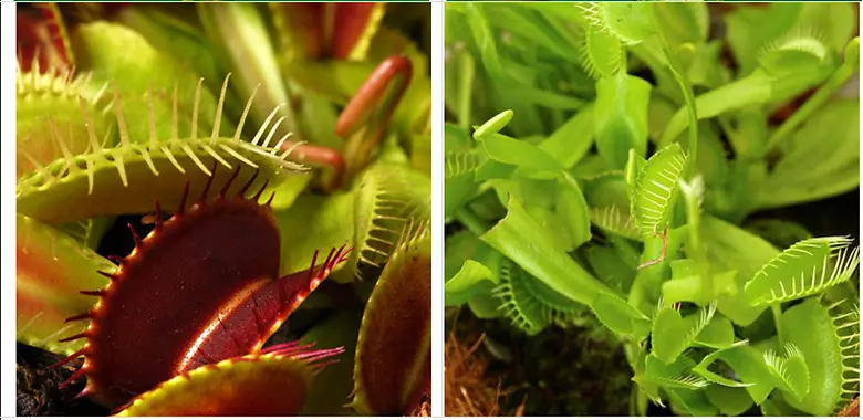 �ᶯֲ���Ӭ��-������