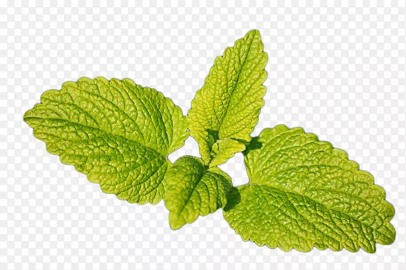 ��Ҷ-�����۲�-������