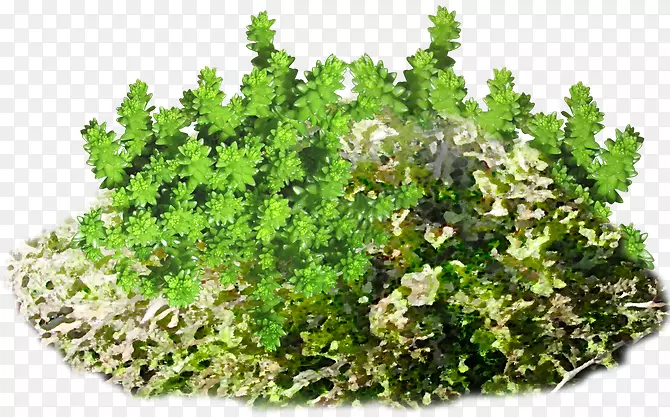 ˮ�ʲݴ�-������