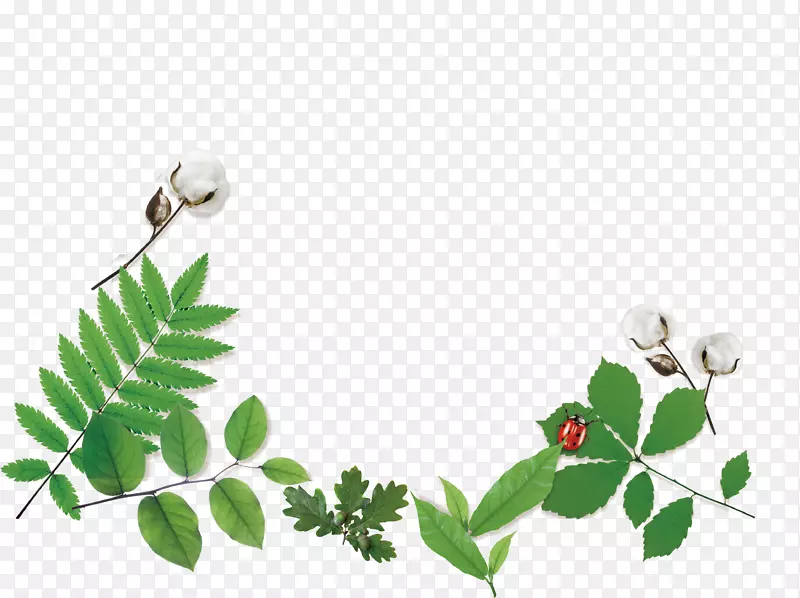 ��ɫҶ��-������