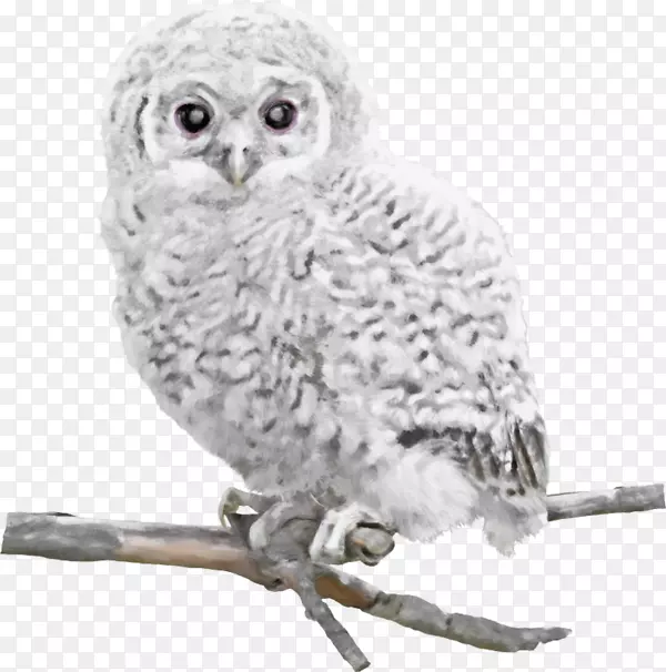 ��ɫèͷӥ-������