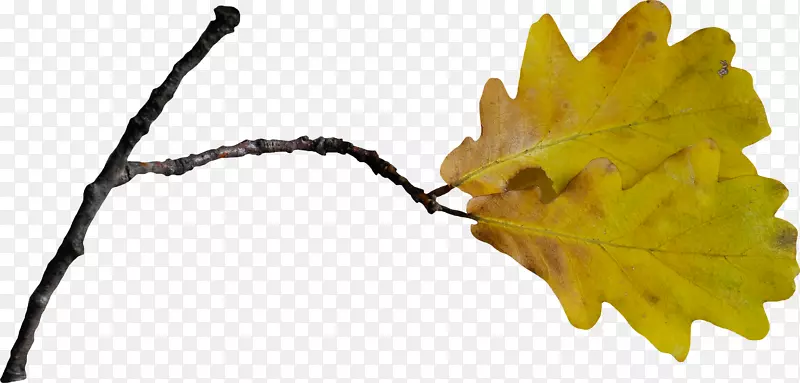 ��֦��Ҷ-������