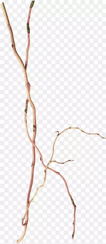 ��ɫƯ����֦-������