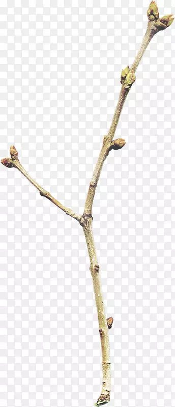 ֦Ҷ����ز�-������