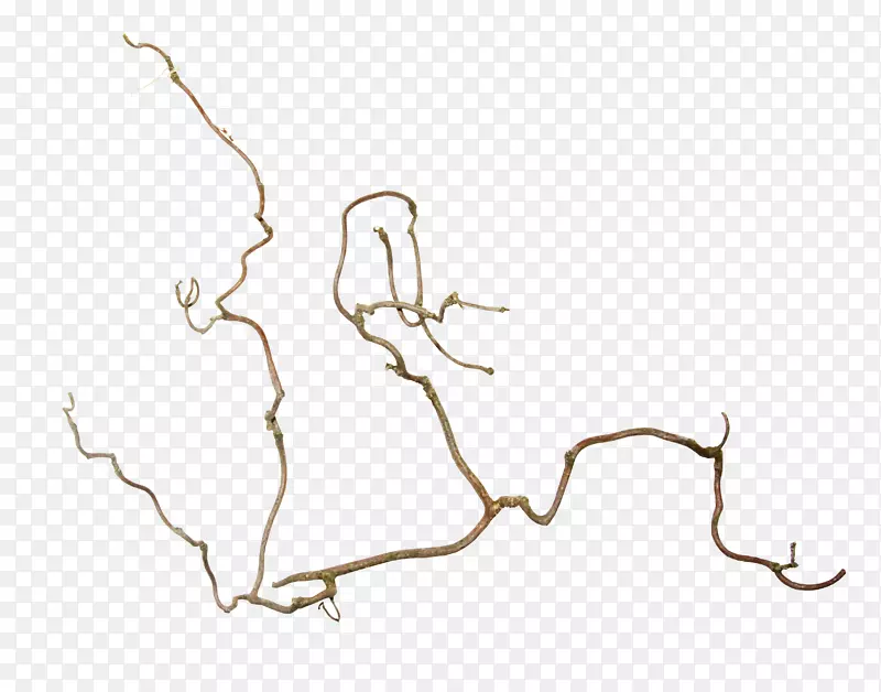 ��ɫ��֦-������