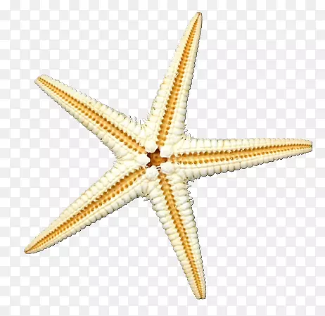 ʵ�ﺣ�Ǻ������ﺣ�����-������