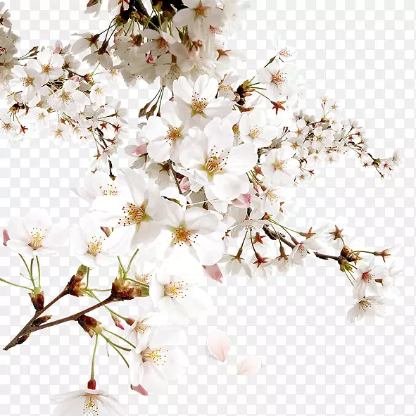 ��ɫ�һ�-������