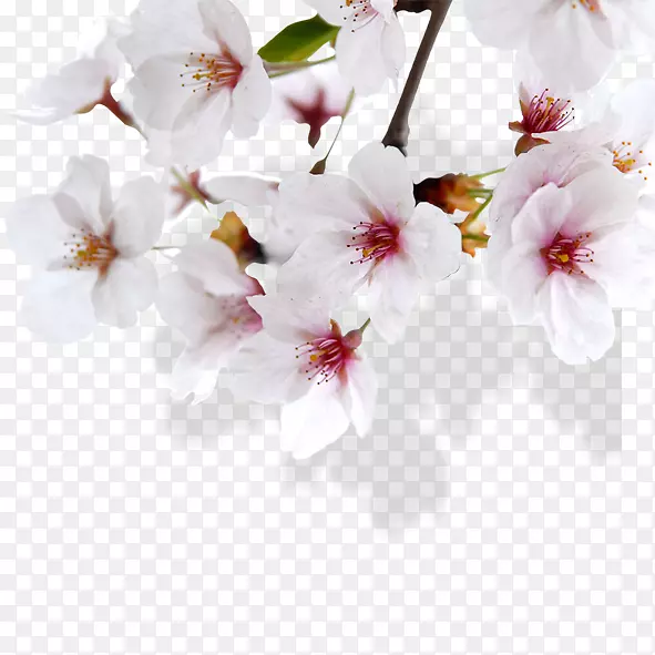 ��ɫ �һ�-������