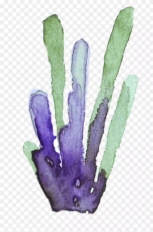 ��ɫˮ�ʲ�ֲ�ﺣ��-������