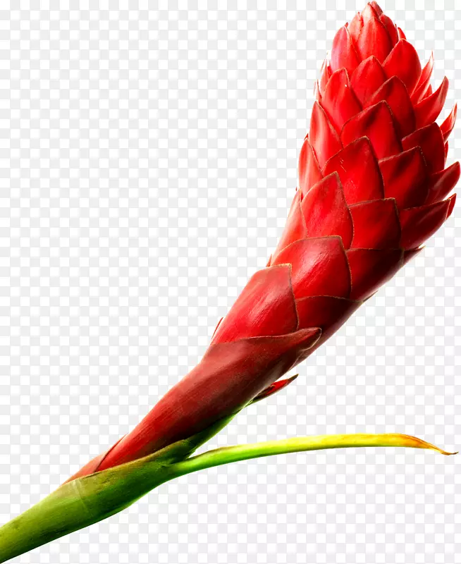 ʵ���ɫֲ��-������