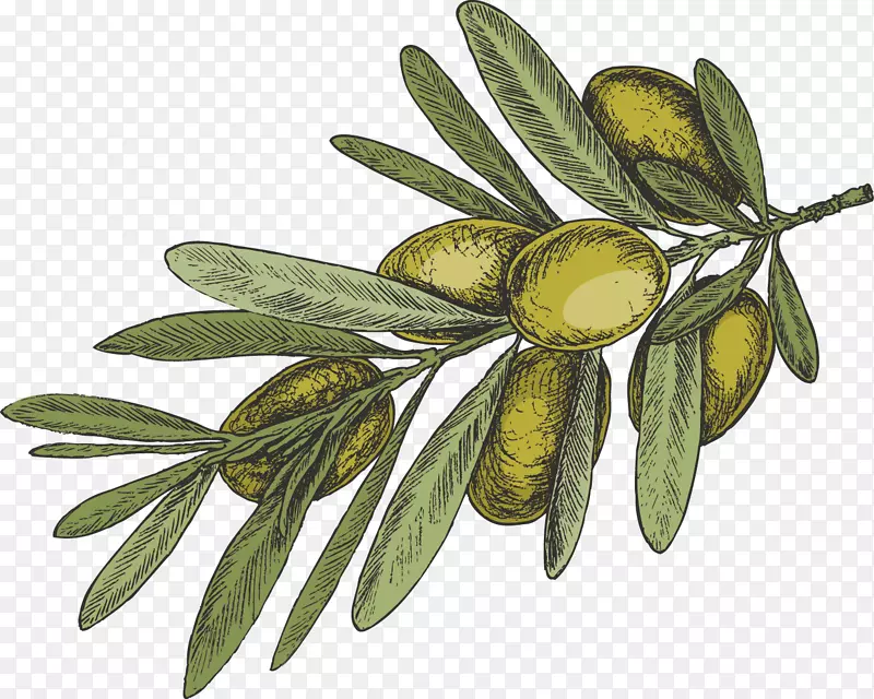 �ֻ�����֦����ʵ-������